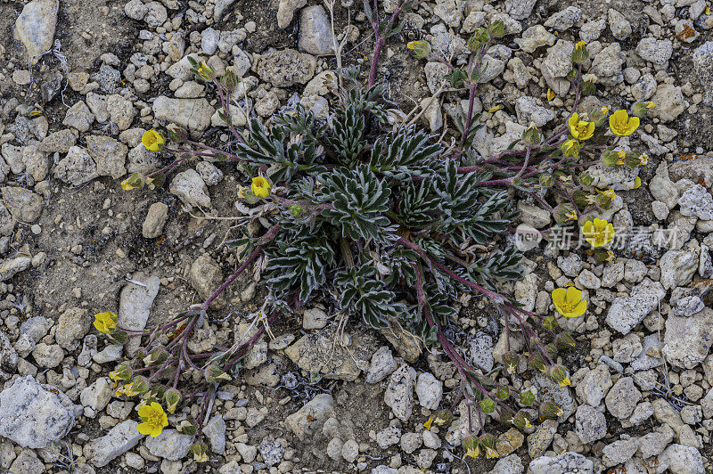 Potentilla breweri, Brewer Cinquefoil，古狐尾松林;因约国家森林，白山，加利福尼亚州。蔷薇科。